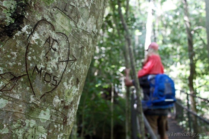 love heart etched on tree at Minnamurra Rainforest Kiama (3)