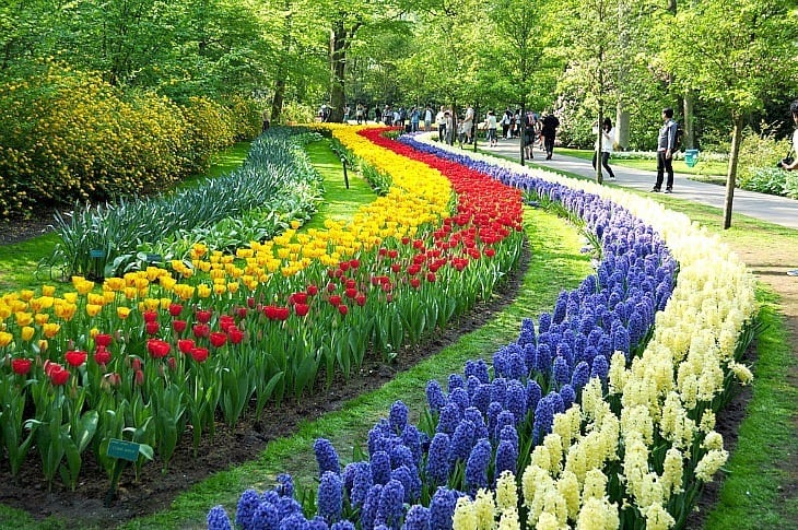 a flower field of colorful tulips