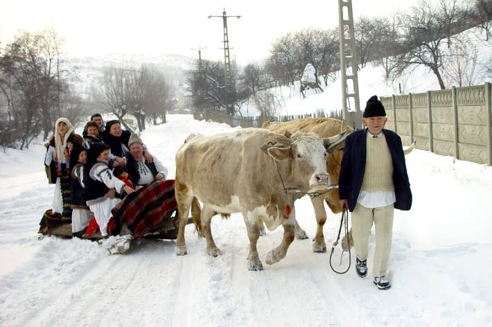 people walking cows in the snow