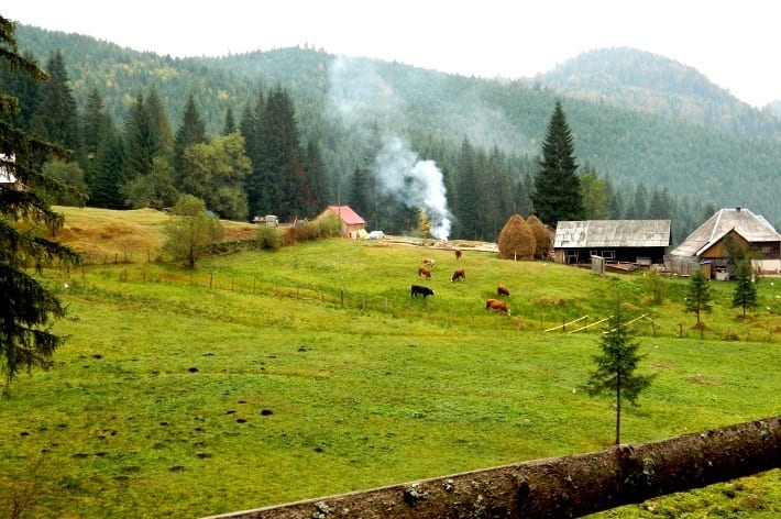 smoke rising from cow pasture field in a valley