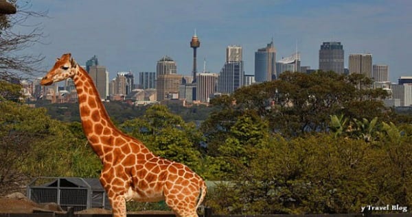 Taronga Zoo Australia