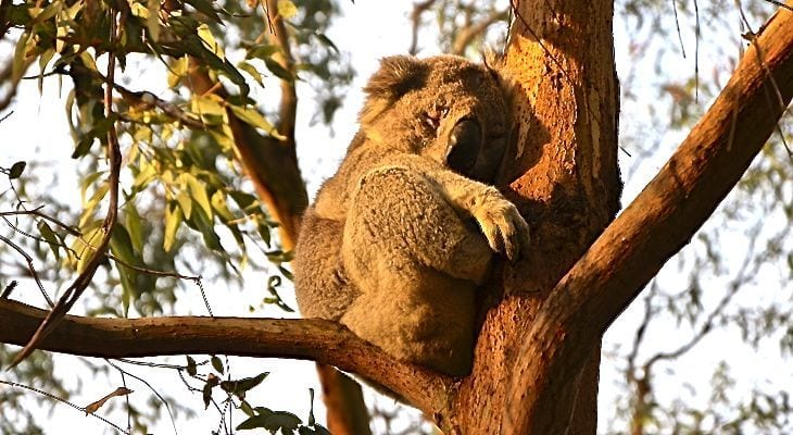 a koala in a tree
