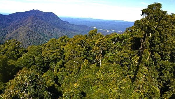 looking out over dorrigo national park with its thick rainforest and mountains