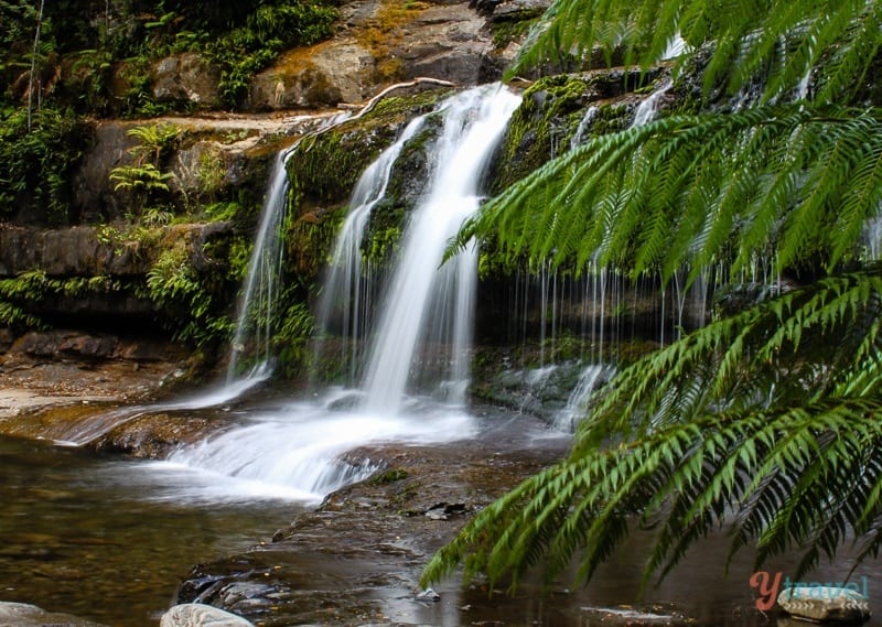 Liffey Falls cascading over rocks framed by ferns 