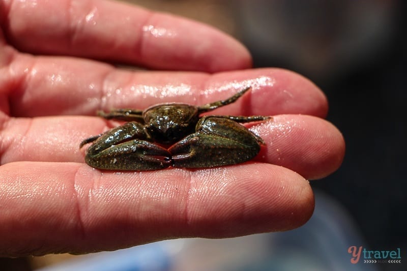 a hand holding a small crab