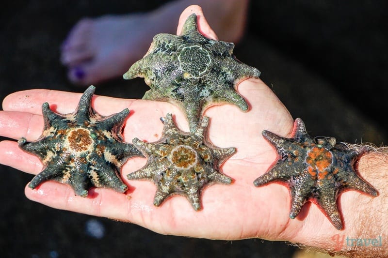 a hand holding starfish