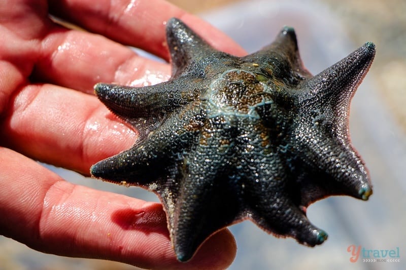 a hand holding a starfish
