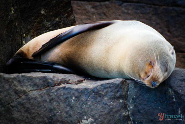 A seal sleeping on a rock