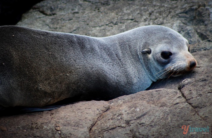 A seal lying on a rock