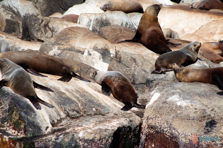 seals lying on rocks