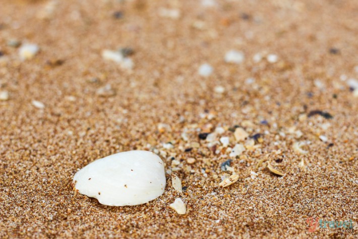 shell on palm beach