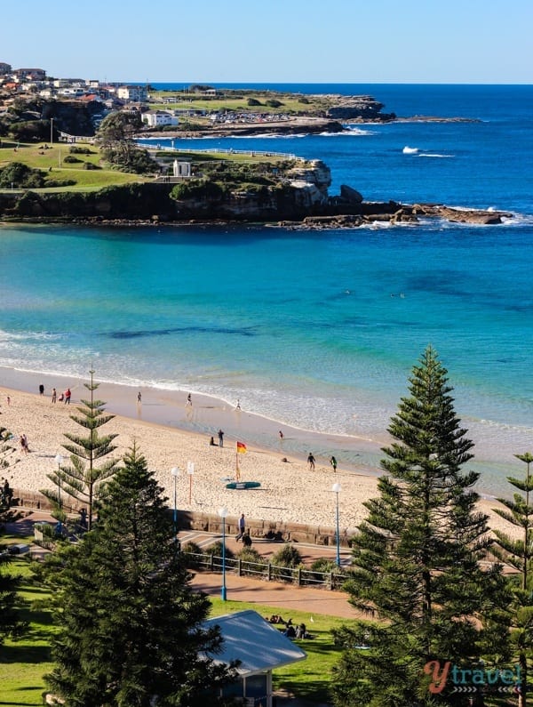 Norfol pines, green coastline and Coogee Beach Sydney