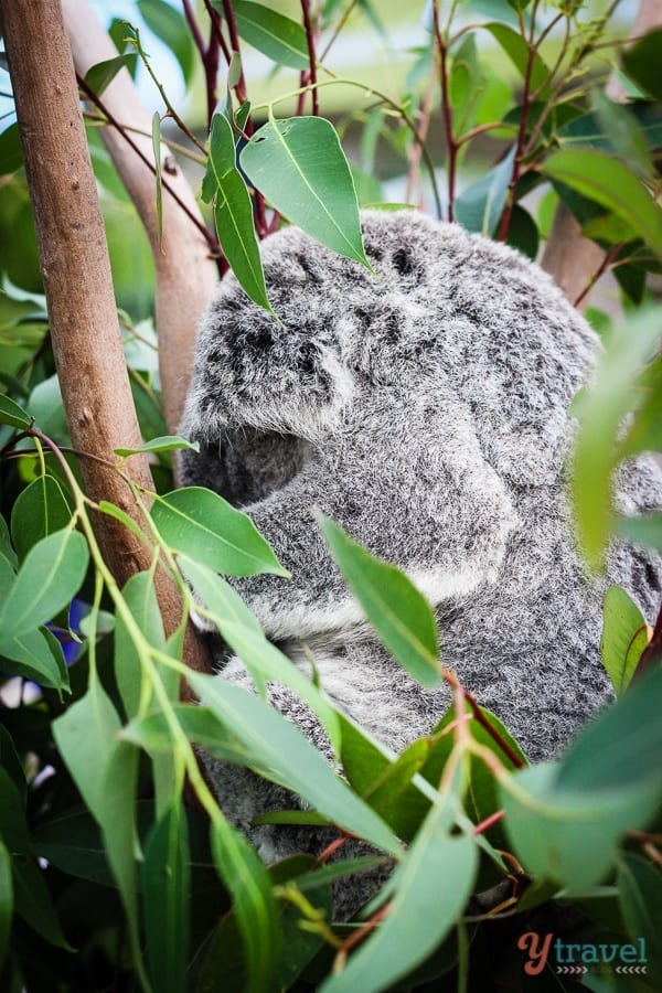 koala in a gum tree
