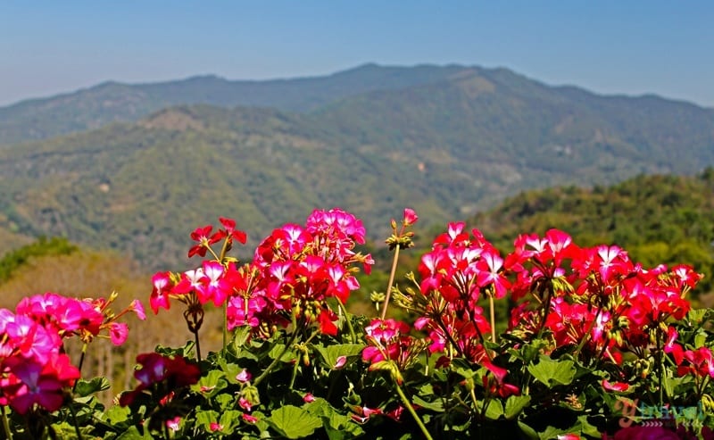 pnk flowers in front of mountain