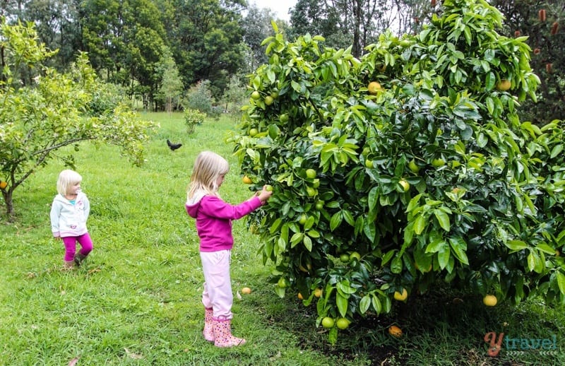 girls picking lemons off tree 