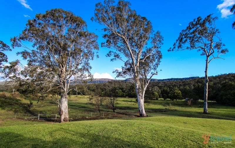 gum trees on a green field Kangaroo Valley, 