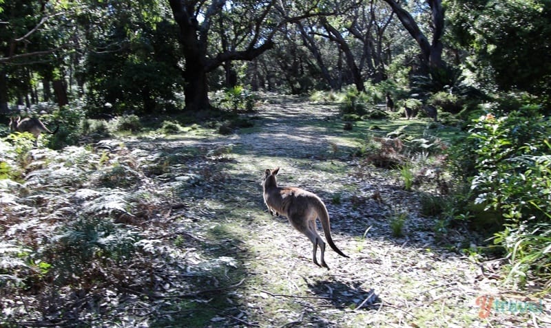 kangaroo hopping on bush trail