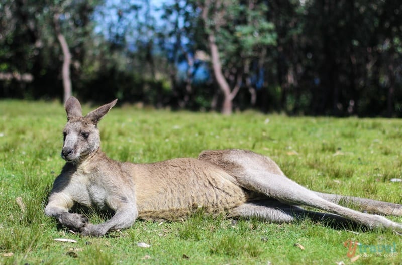 A kangaroo lying in the grass