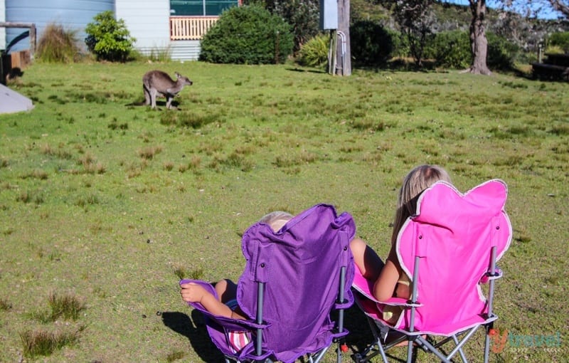 kids sitting on chairs watching a kangaroo