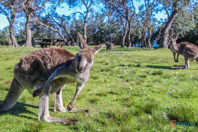a kangaroo in the grass scratching his leg