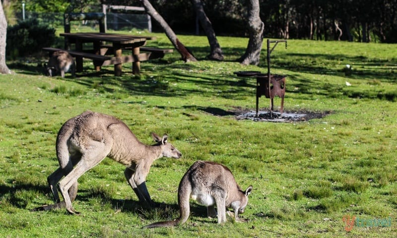 kangaroos on a grass field