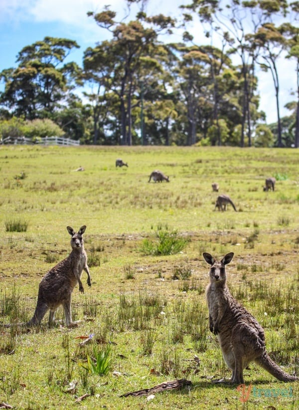 kangaroos in a grass field