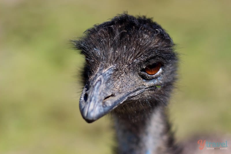 A close up of an emu