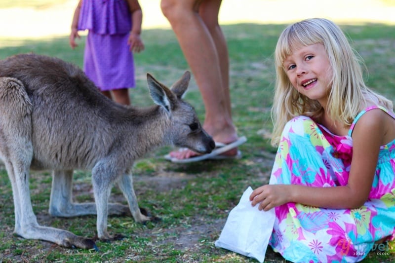 girl feeding kangaroos at Symbio wildlife park