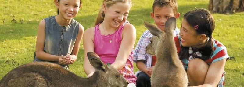 kids petting kangaroos