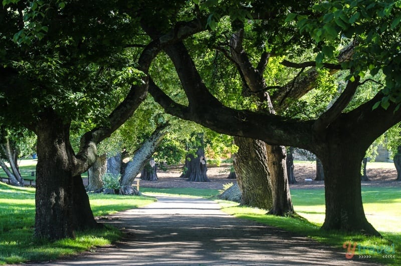 trees forming a canopy over lane