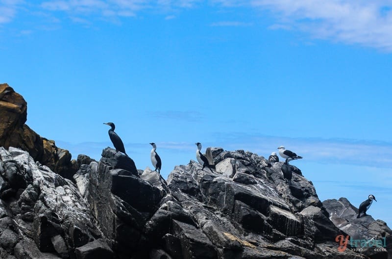 birds standing on rocks