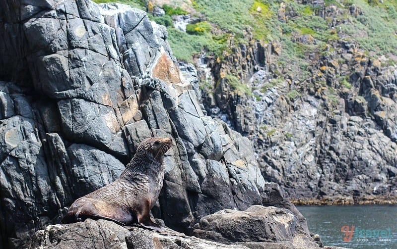 A seal on a rock