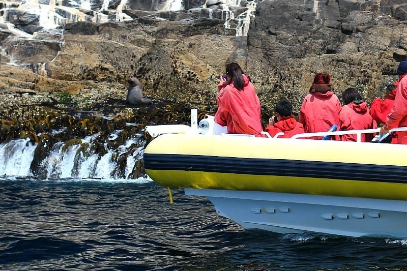people on a boat looking at seals