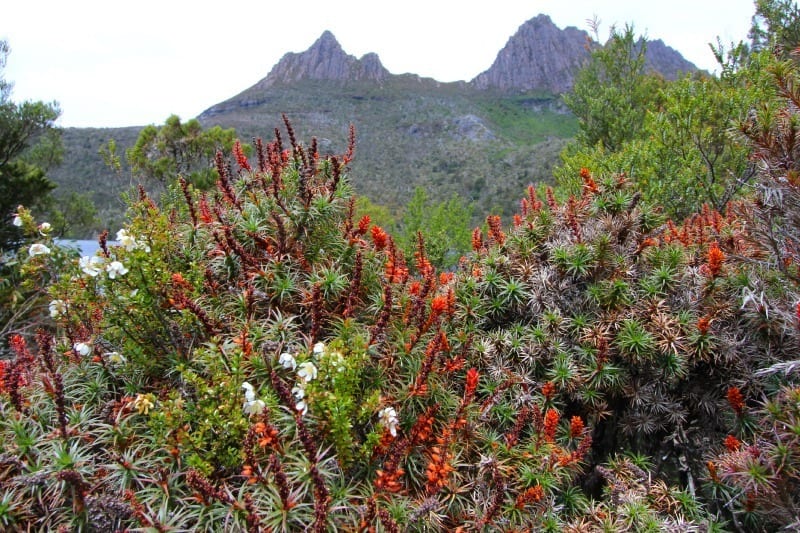A group of bushes with a mountain in the background