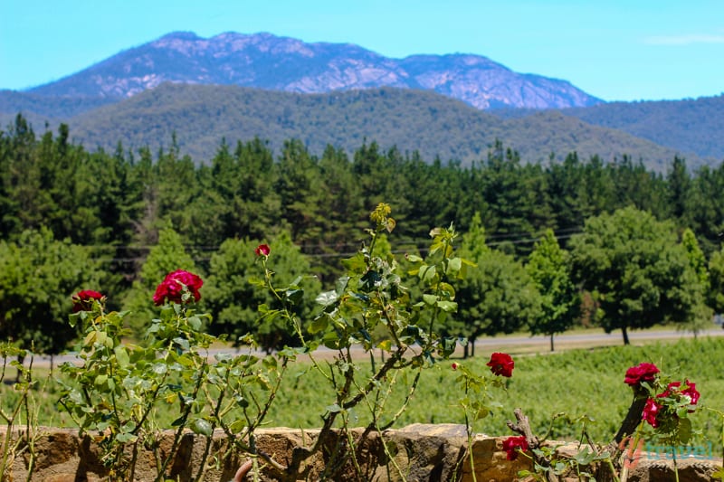 roses in garden with mountain in background