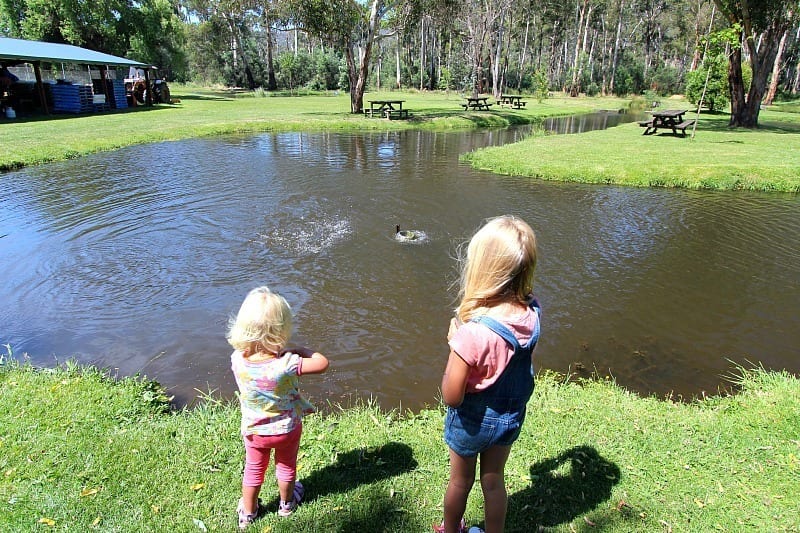kids feeding fish in a pond