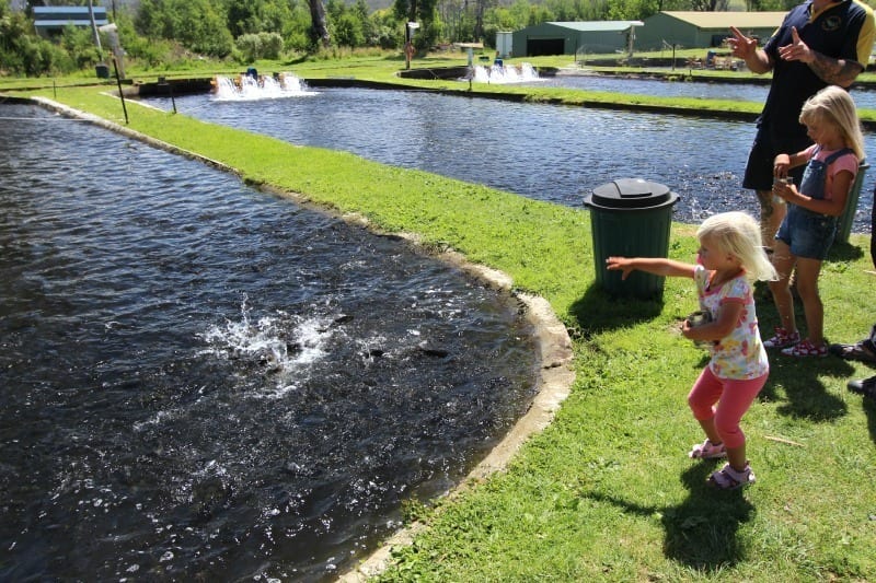 a little girl feeding fish in a pond