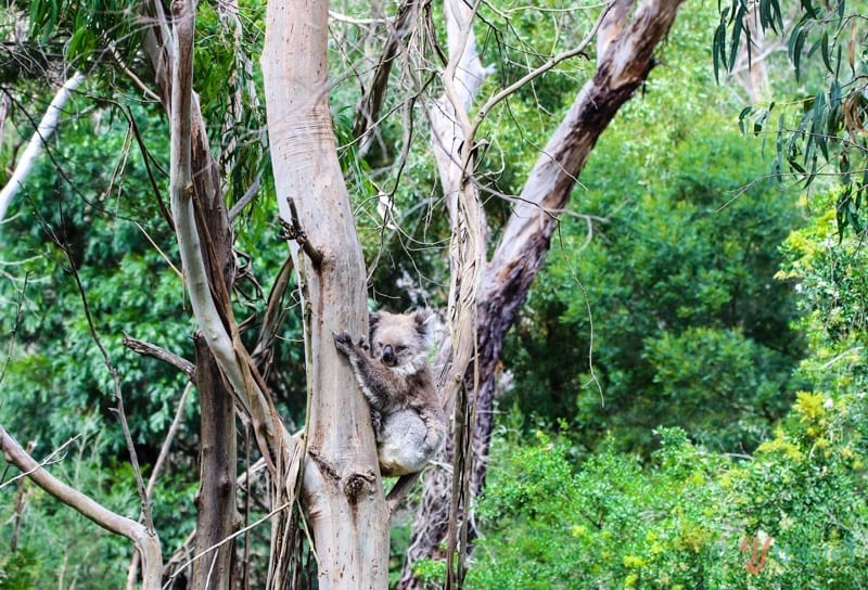 Koala Conservation centre Phillip Island