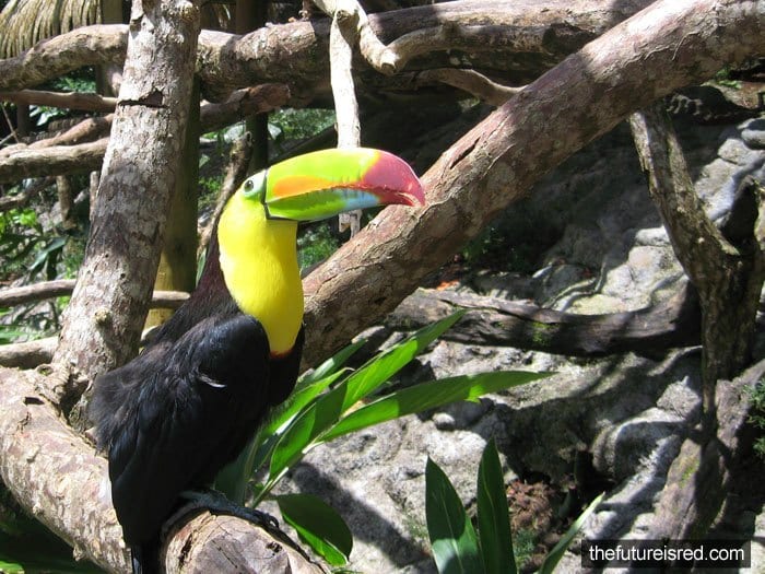 A colorful toucan perched on a tree branch