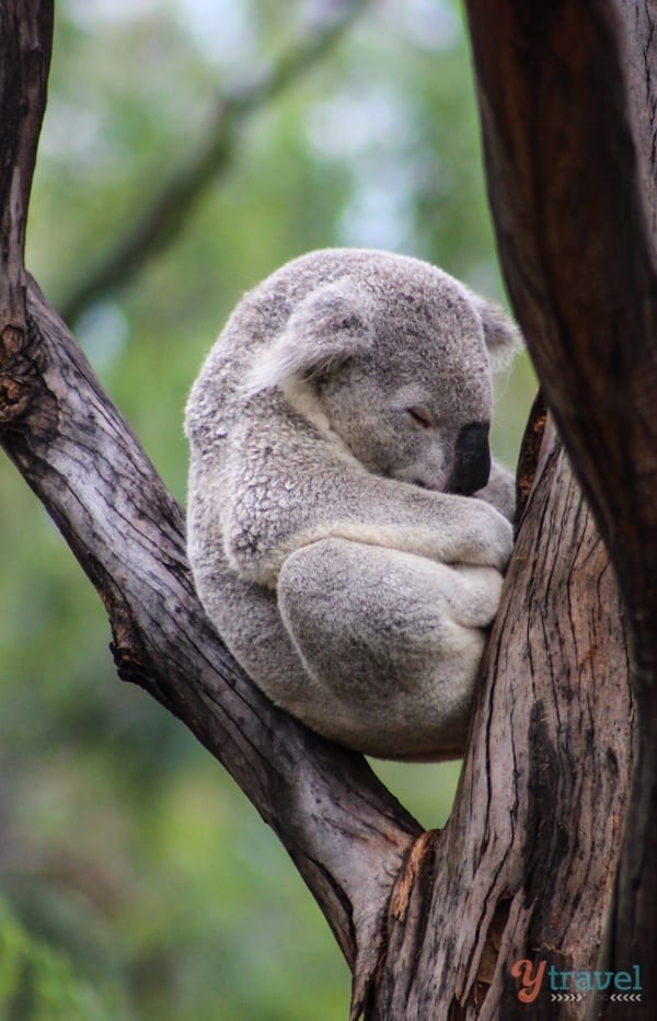 Koala - Dubbo Zoo, NSW, Australia