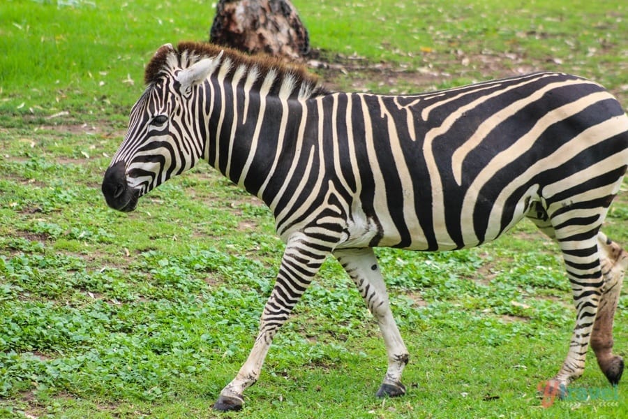 Zebra in field