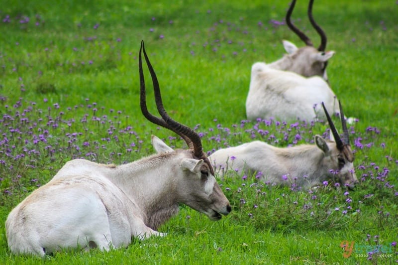 animals lying in the grass
