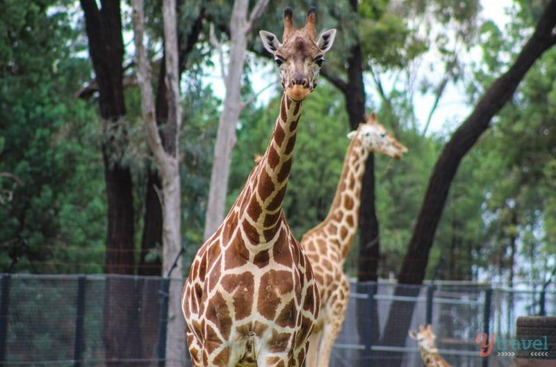 Giraffe - Dubbo Zoo, NSW, Australia