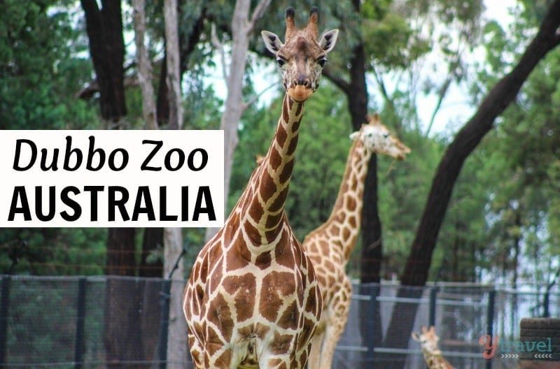 Dubbo Zoo - NSW, Australia