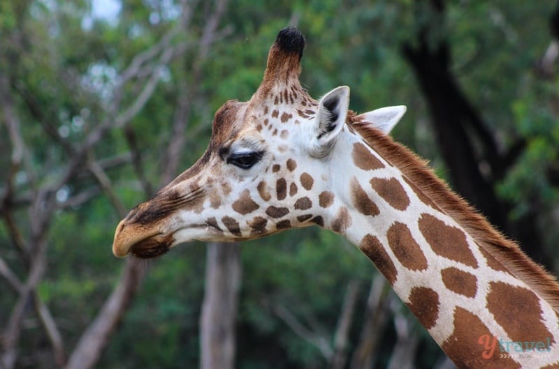 Giraffe - - Dubbo Zoo, NSW, Australia
