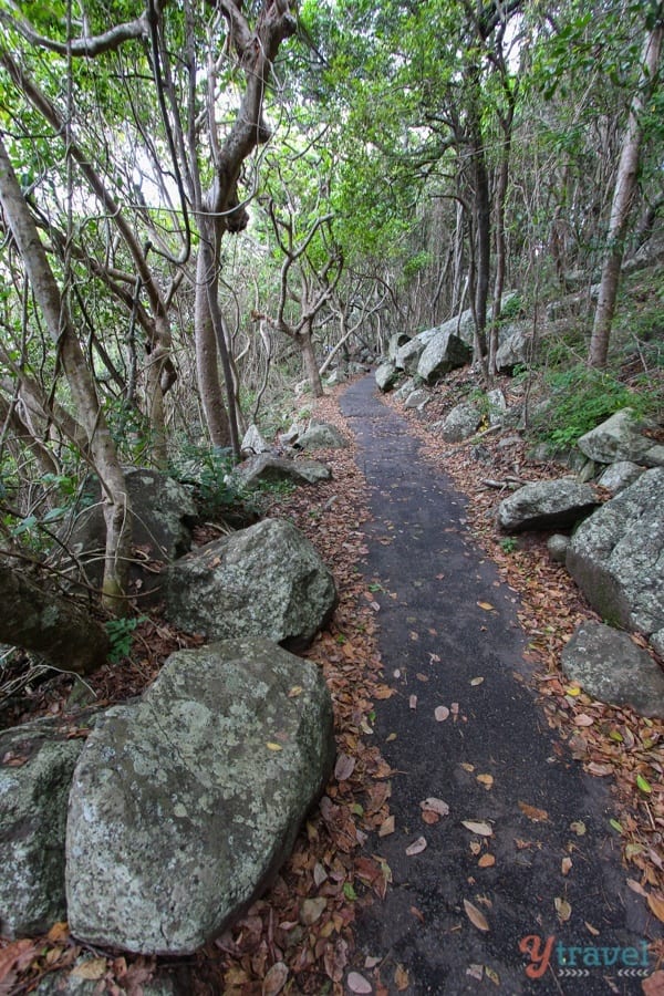path way going through forest