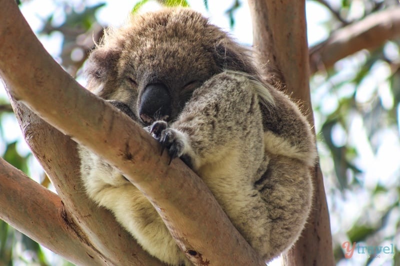 Koalas sitting in gum tree asleep