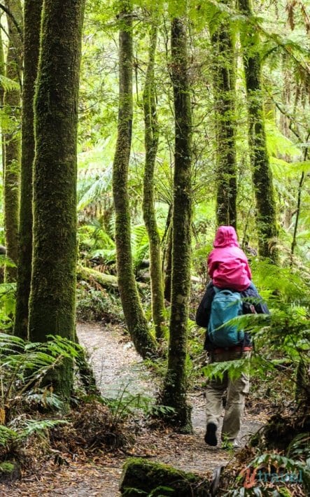 man carrying child on shoulders on Otways National Park trail