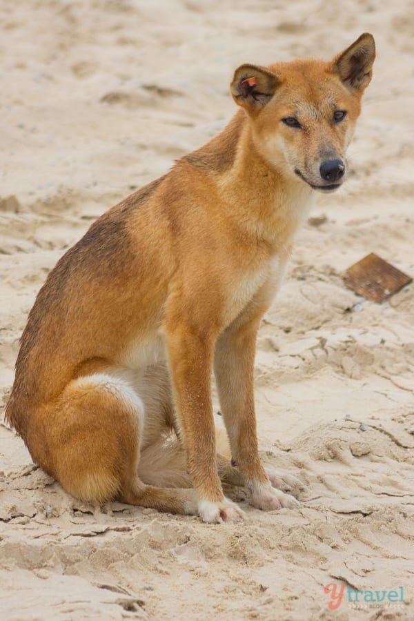 Dingo on Fraser Island, Queensland, Australia