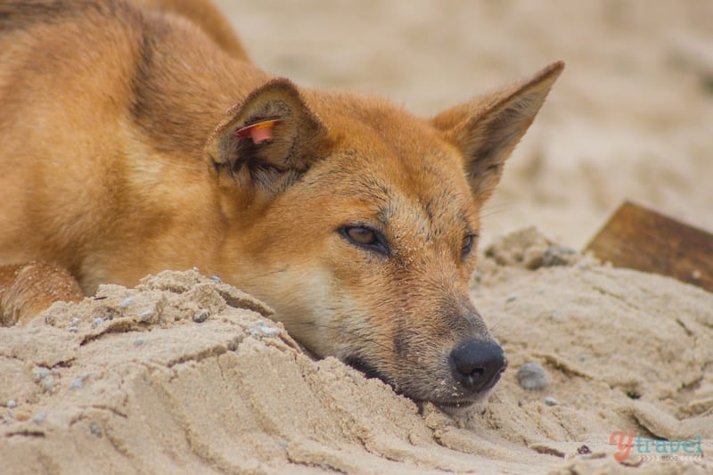 dingo with head on sand